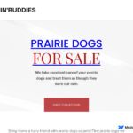 chirpin-buddies.webflow.io