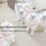fluffyragdollkittensparadise.com