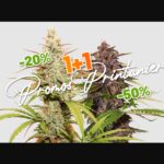 dutch-passion.com
