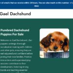 gaeldachshund.com