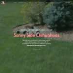 sunnysidechihuahuas.com