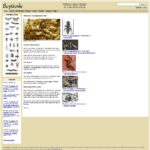 bugguide.net